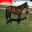 Dutch-Philip_renamed-300x225.jpg