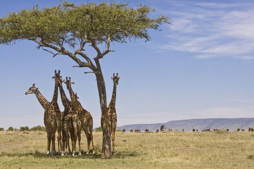 Giraffes_stand_in_the_shade_of_an_acacia_tree.jpg